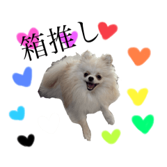 推し活ポメラニアン2  推ししか勝たん