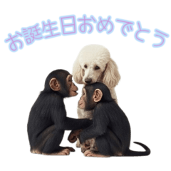 [誕生日専用]プードルチンパン２