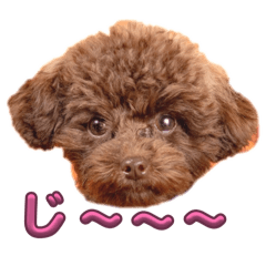 ブラウンプードルのにこちゃん♡