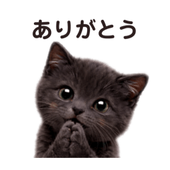 大人かわいい子黒猫の万能スタンプ