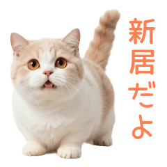 短足奮闘♪マンチカンの癒し日常