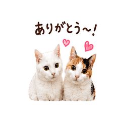 Chill Cat Everyday