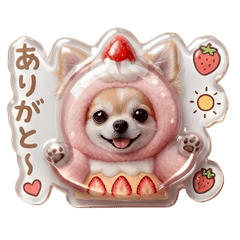 ぷくぷく着ぐるみのチワワちゃん