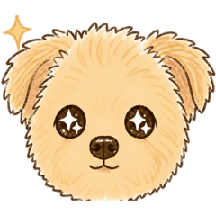 ポメプーのこっちゃん