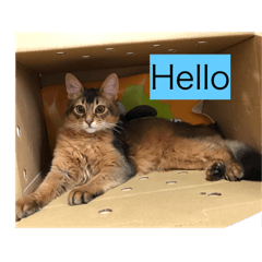 りぃぽぽの大切な家族