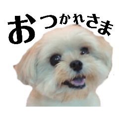 ポメキー犬♡ミックスナッツ