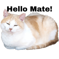 Trilingual Cat: Australian English-1