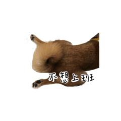 Cooper's daily life:3