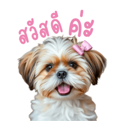 Shih Tzu bussaba