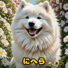 サモエド いろんな表情のふわもふワンコ