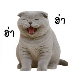 Curious Scottish Fold