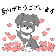 My color シュナウザー　ソルトペッパー