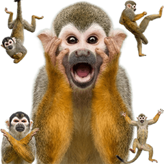 コモンリスザル　実写