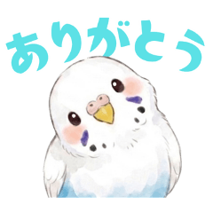 セキセイインコ【白ハルクイン】