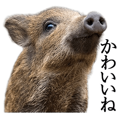 ずっと使えるイノシシ