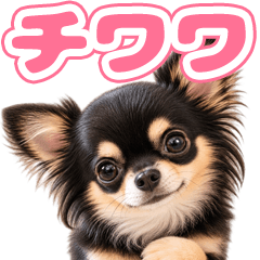 とびだす★チワワ★いぬ 犬