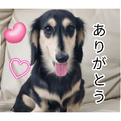 マロン君❶