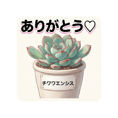 エケベリア♡人気の多肉植物40種類スタンプ