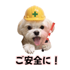 マルチーズのチー助毎日使える日常会話編♡