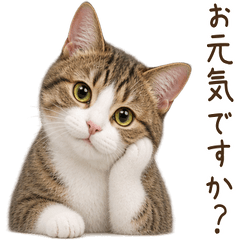 気遣い♪ キジ白