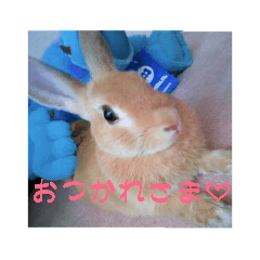 ウサギ♡ミントちゃん