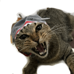 Of ponzu the daily life