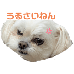 使える！かわいい犬スタンプ