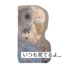 鳥のバカみたいなスタンプ➕➕