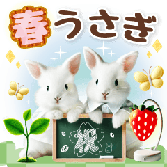 癒し白ウサギの春のあいさつ