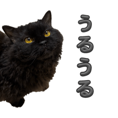 あめちゃん第一