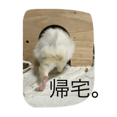 モルモット　スタンプ