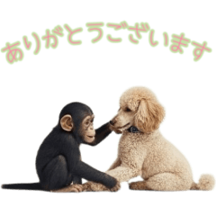 [ありがとう専用]プードルチンパン２