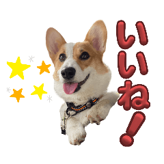 プロコーギー犬 乃雪(のの)スタンプ