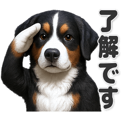 【敬語】バーニーズ・マウンテン・ドッグ