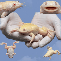 BIG! アフリカツメガエル　実写