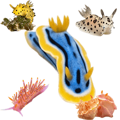 ウミウシ　実写　２