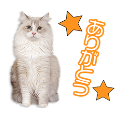 金﨑家のアクアちゃん