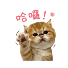 Yaya_20260427152344