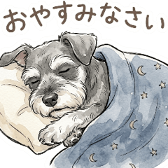 365日使えるシュナウザー(ソルト)【敬語】