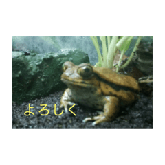 生き物は可愛い