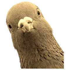 【セピア】鳩３