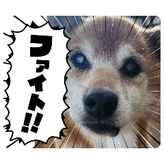 イケメンダンディー犬Stamp
