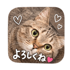 キジトラ日常【実写】
