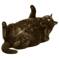 【セピア】ムチムチ黒猫