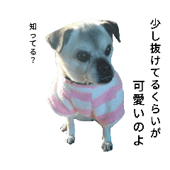 ぬるっとした乙女犬(いい女偏)