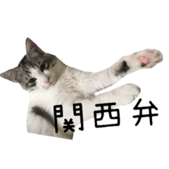 癒し猫**実写**関西弁Ver