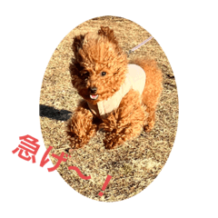 メロメロメルたんたん