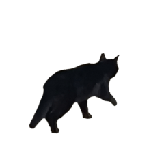 黒猫のクロぽこけんのスタンプ