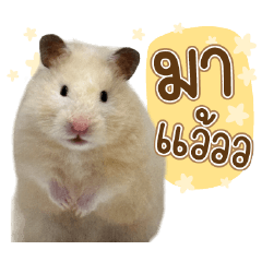 Cheng the hamster Ver.1