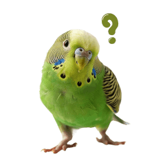 Charming Budgerigar